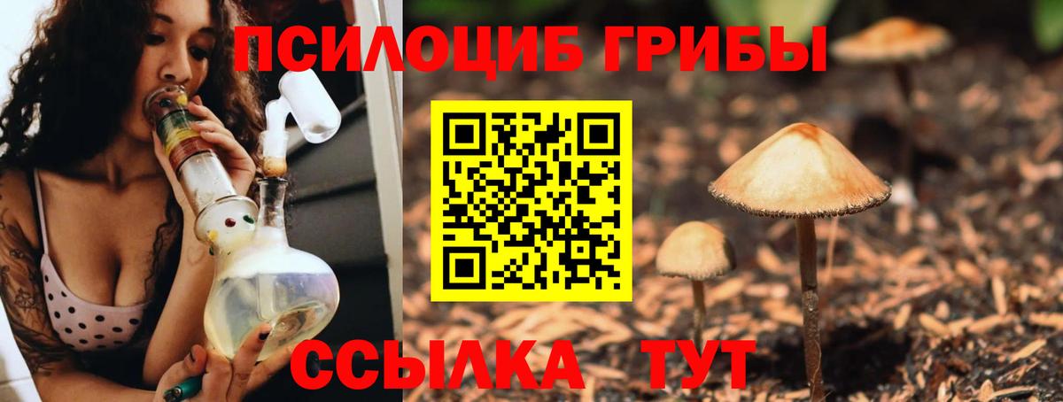 Псилоцибиновые грибы Cubensis Боровичи